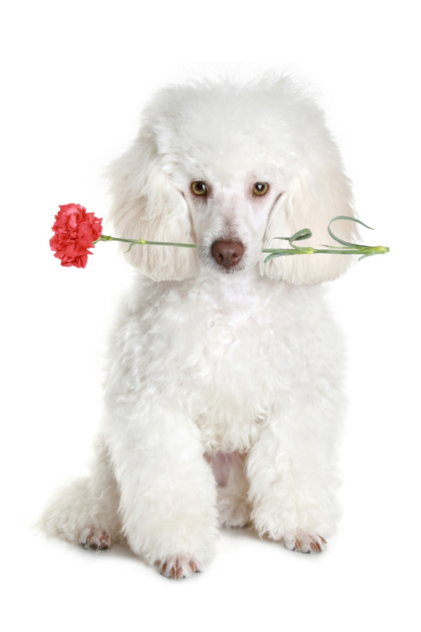 White poodle puppy hold red flower. isolated on white background