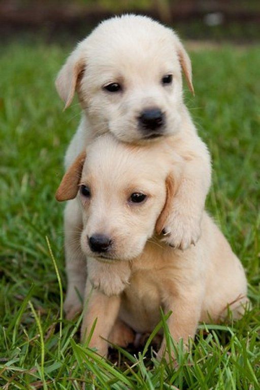 Imágenes de perros para niños, fotos de las mascotas más bonitas | FrasesHoy.org